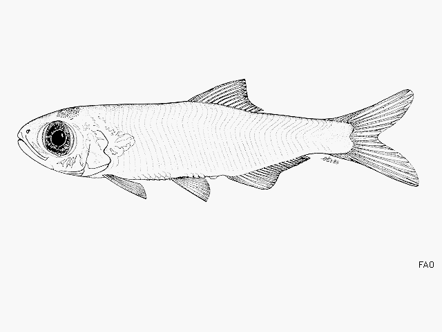 Thrattidion noctivagus