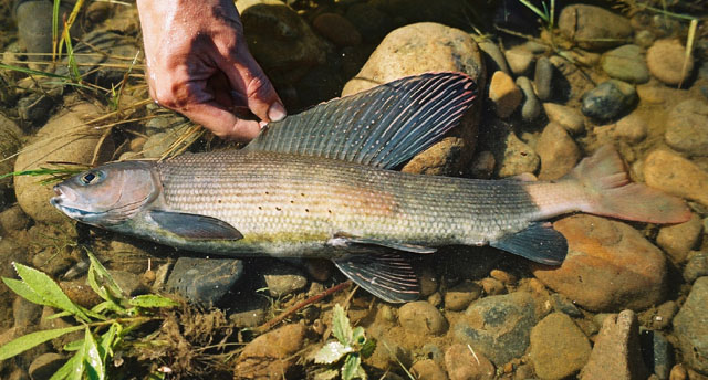 Thymallus pallasii