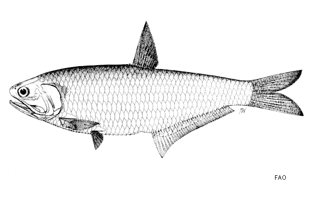 Thryssa scratchleyi