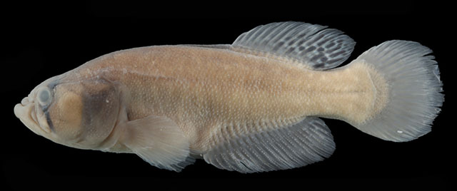 Tical_m1.jpg