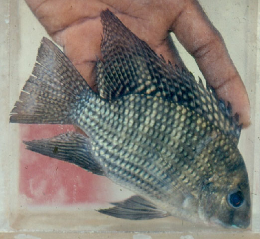 Coptodon coffea