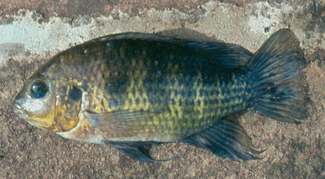 Timar_u4.jpg