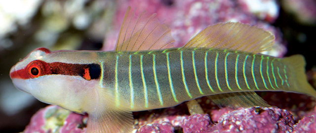 Tigrigobius multifasciatus