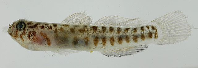 Tigrigobius saucrus