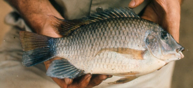 Tiwal_u2.jpg