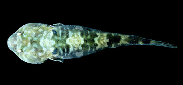 Tomicodon boehlkei