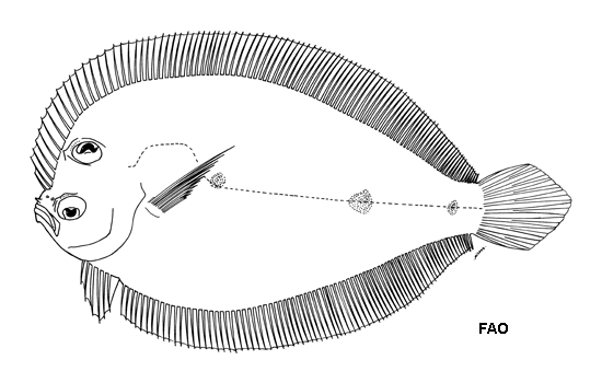 Tosarhombus brevis