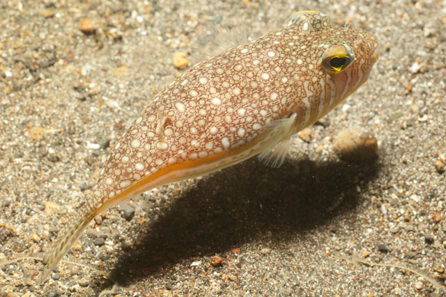 Torquigener brevipinnis