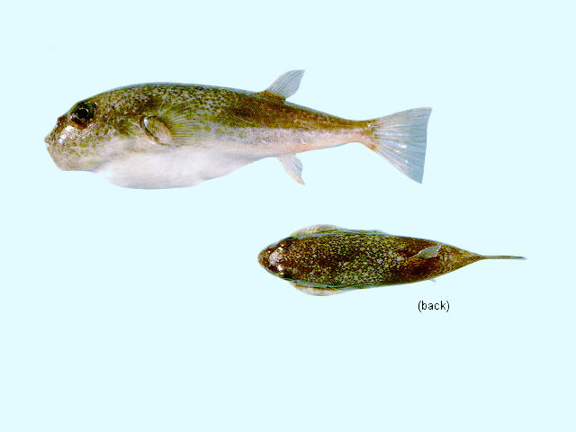 Torquigener hicksi