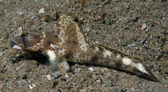 Tomiyamichthys oni