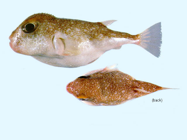 Torquigener parcuspinus