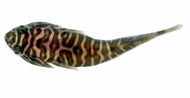 Tomicodon rhabdotus
