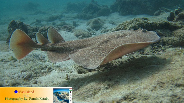 Torpedo sinuspersici