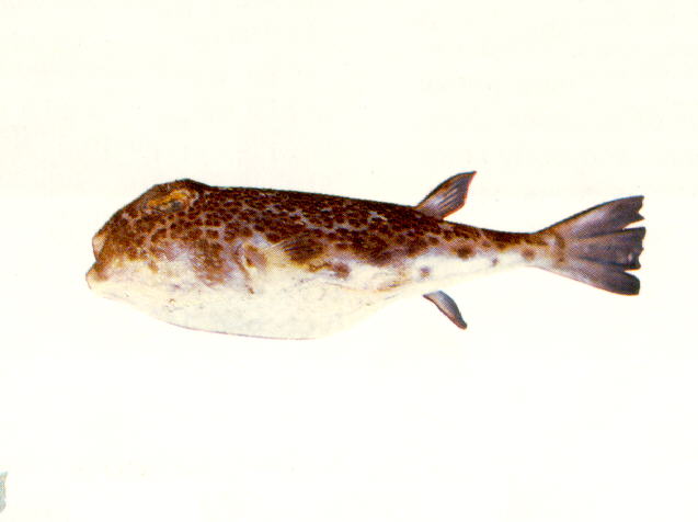 Torquigener tuberculiferus