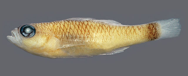Trimma abyssum