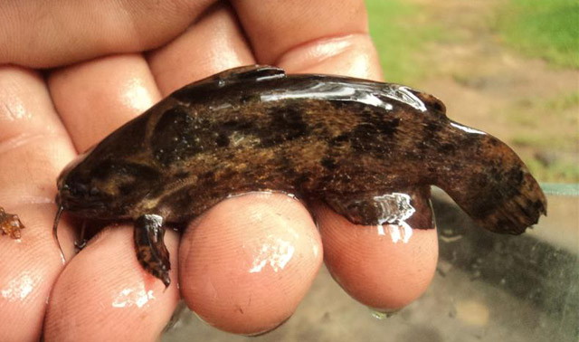 Trachelyopterus albicrux