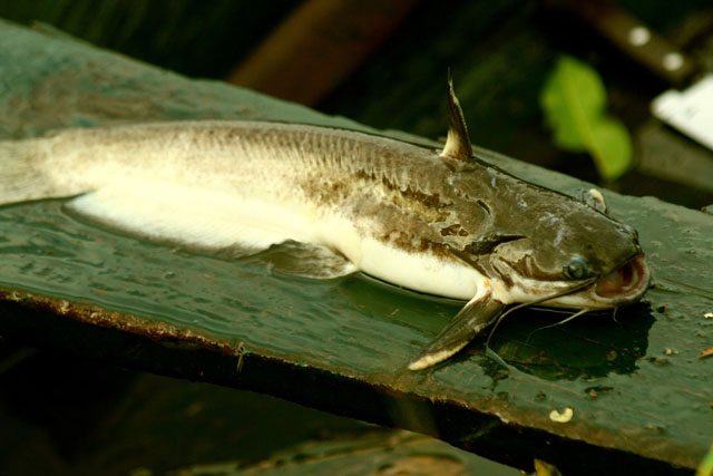 Trachelyopterichthys anduzei