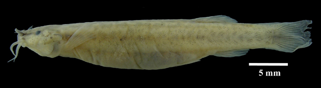 Trichomycterus banneaui