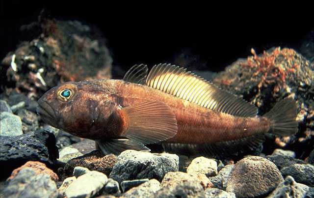 Trematomus bernacchii