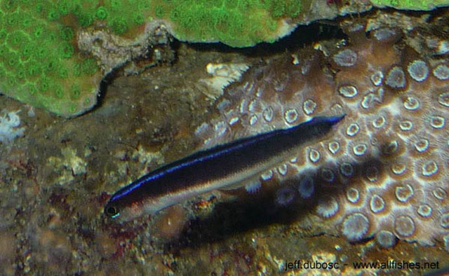 Trachinops brauni