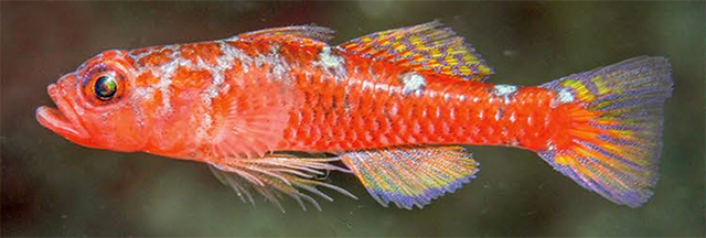 Trcae_u6.jpg