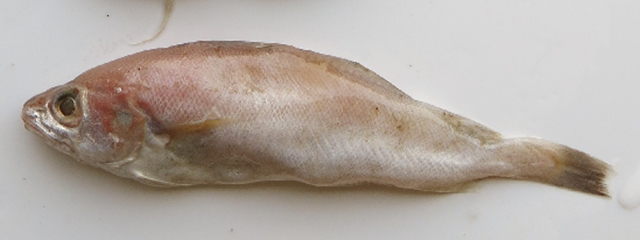 Trisopterus capelanus