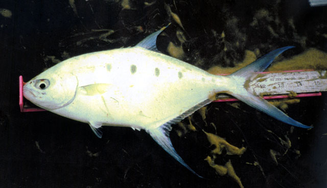 Trachinotus coppingeri