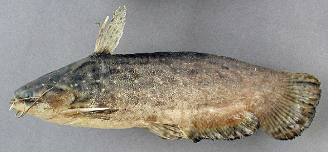 Trachelyopterus coriaceus