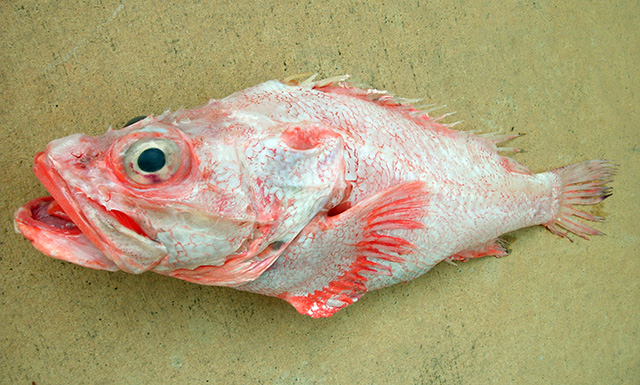 Trachyscorpia eschmeyeri