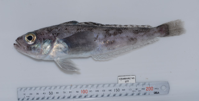 Trematomus eulepidotus
