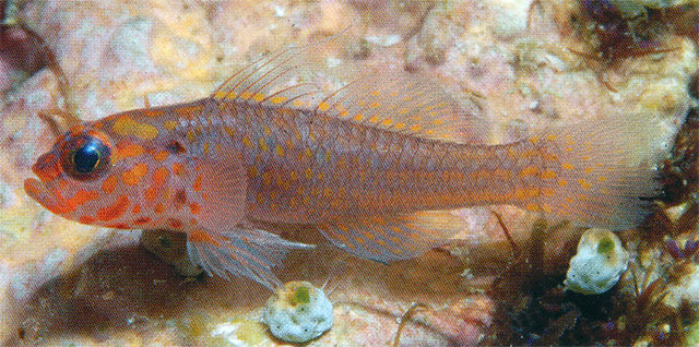 Trimma fangi