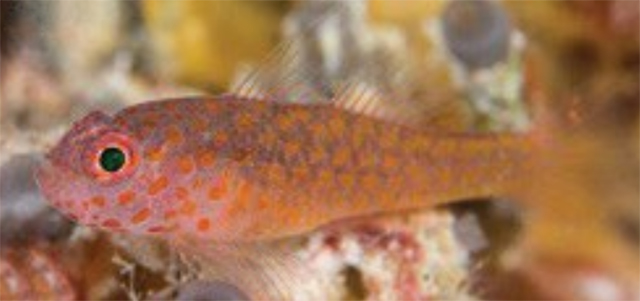 Trimma flammeum