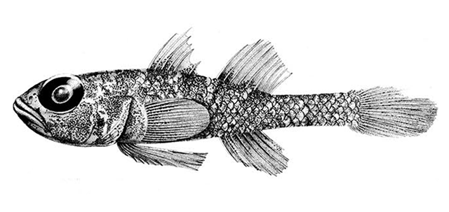 Trimma fraena