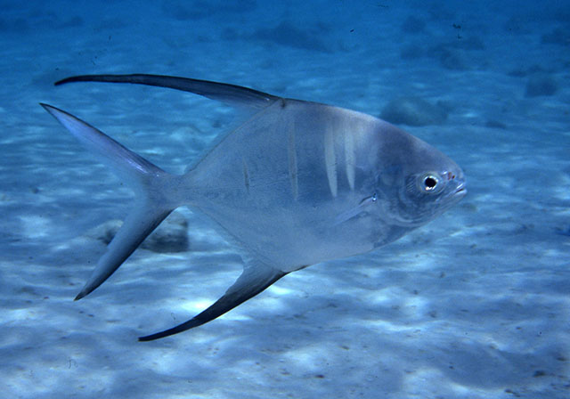 Trachinotus goodei