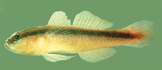 Trimma grammistes