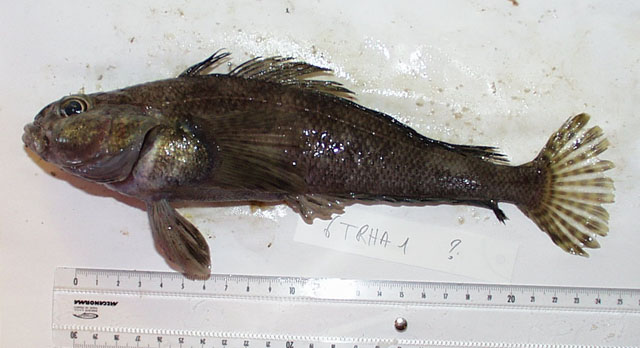 Trematomus hansoni