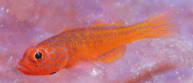 Trimma hayashii