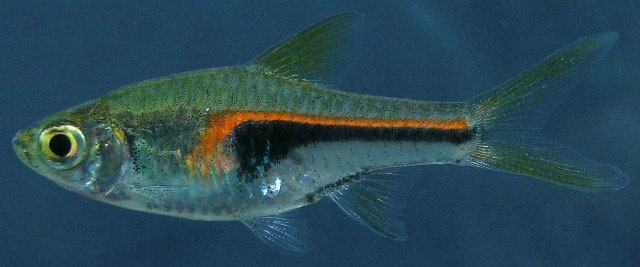 Trigonostigma hengeli