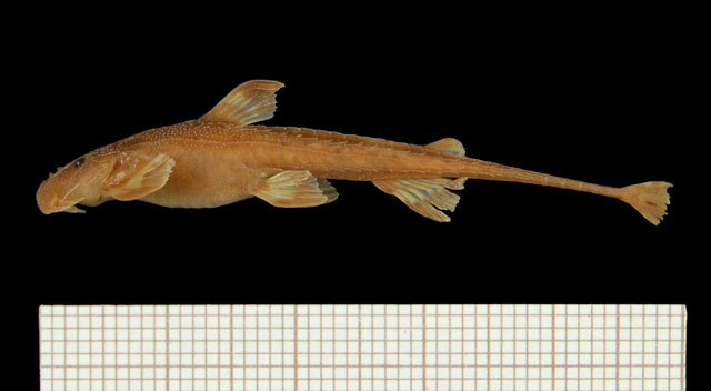 Trachyglanis ineac