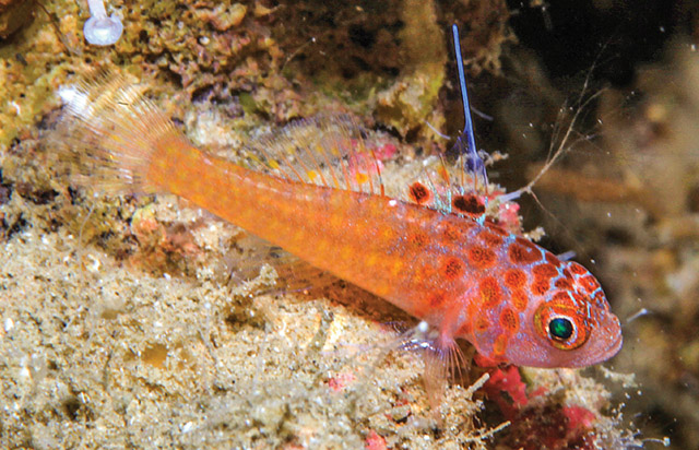 Trimma irinae