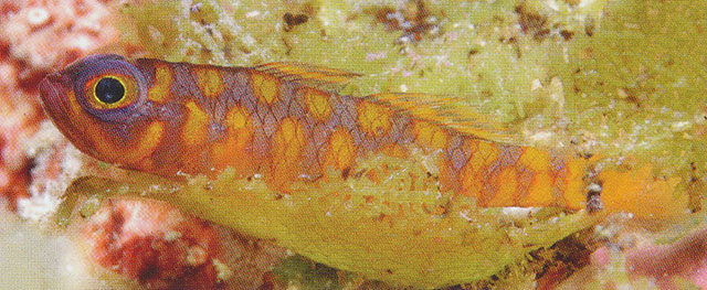 Trimma maiandros