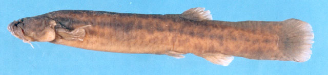 Trichomycterus megantoni