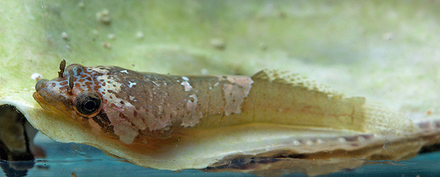 Trachelochismus melobesia