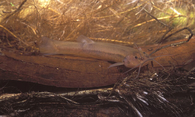 Trichomycterus mirissumba