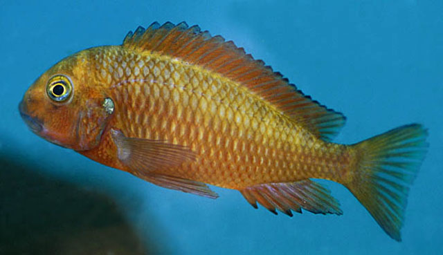 Tropheus moorii