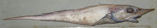 Trachyrincus murrayi