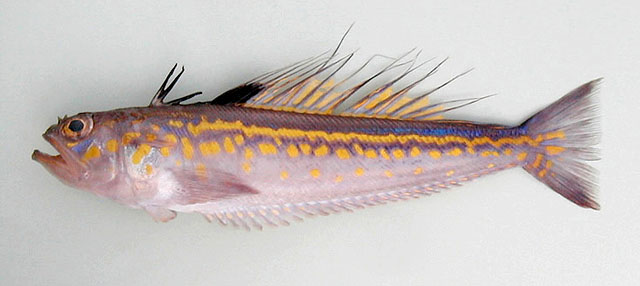 Trachinus pellegrini