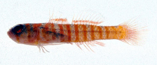 Trpha_u0.jpg
