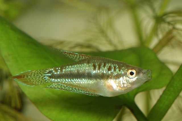 Trichopsis pumila
