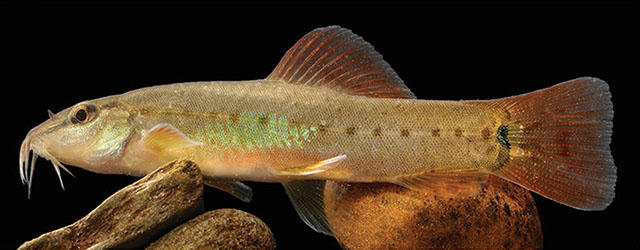 Traccatichthys punctulatus